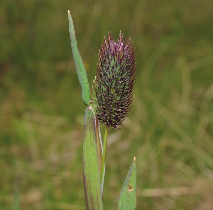 Тимофеевка альпийская