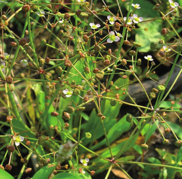 Частуха ланцетолистная