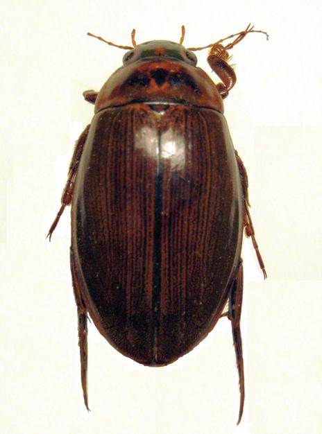 Лапландский плавунец