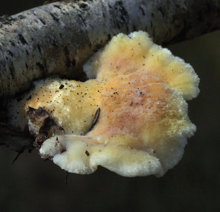 Тиромицес Кмета