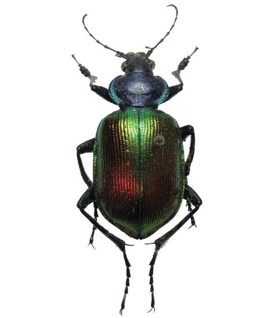 Пахучий красотел