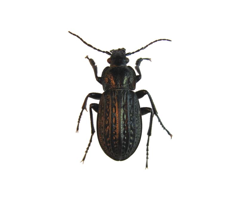 Жужелица Менетрие