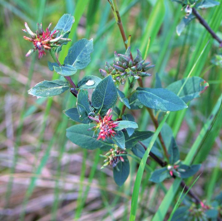 Ива черниковидная