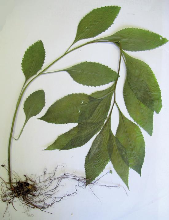 Крестовник дубравный