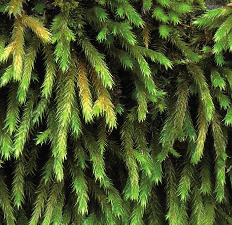 Левкодон беличий