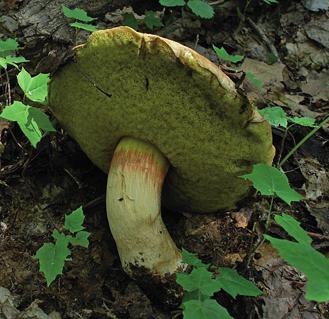 Полубелый гриб