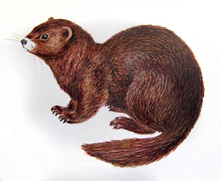 Европейская норка