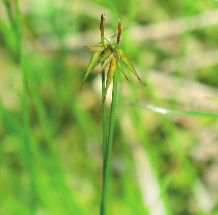 Осока малоцветковая