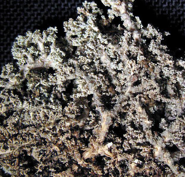 Стереокаулон голый