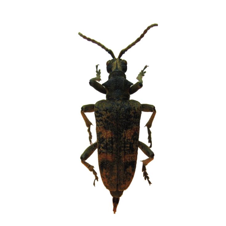 Пахучий рагий