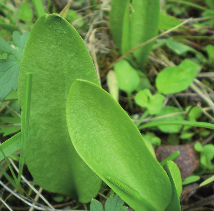 Ужовник обыкновенный