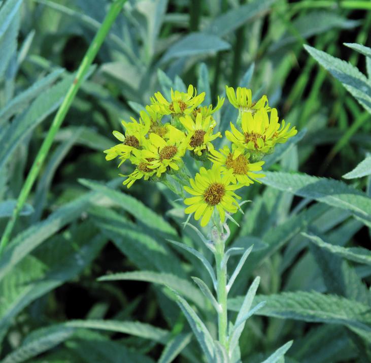 Крестовник татарский