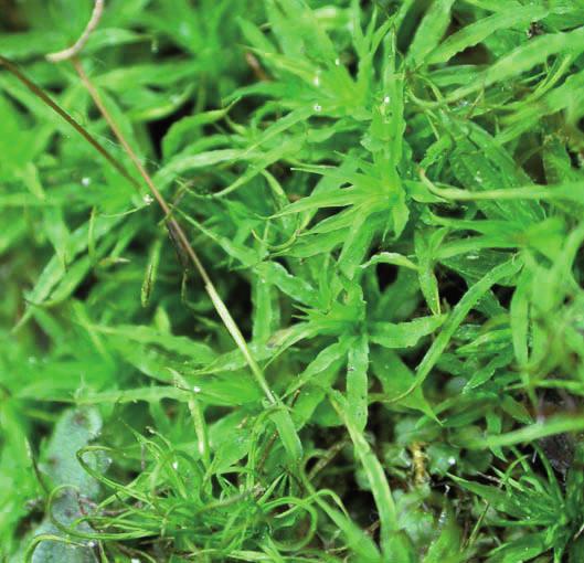 Тиммия мекленбургская