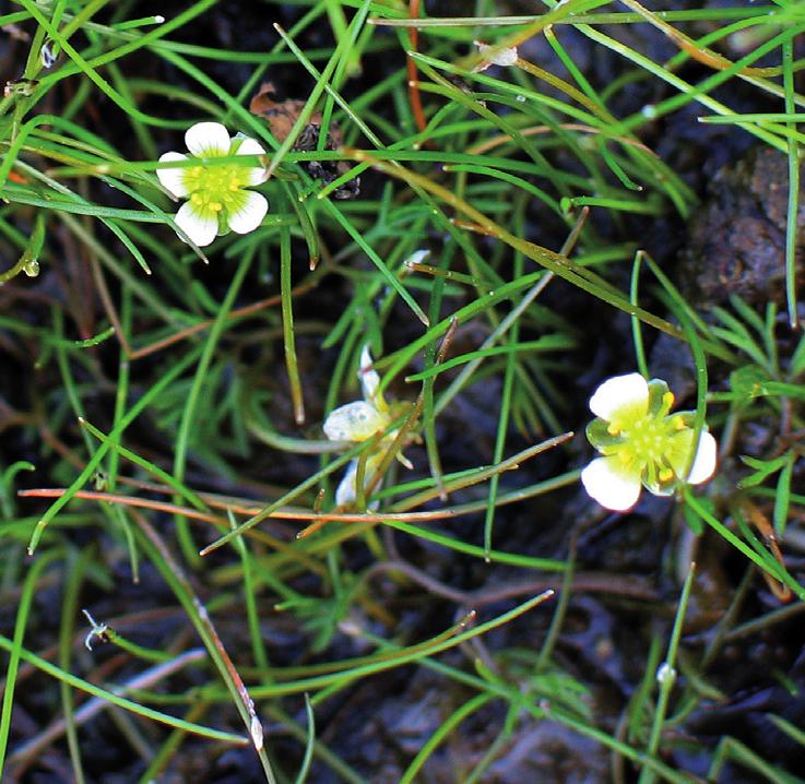 Шелковник неукореняющийся