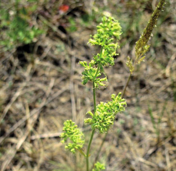 Смолевка днепровская