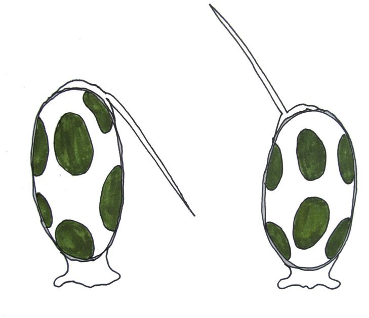 Харациопсис птичий