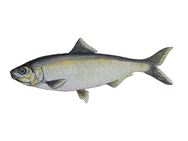 Черноспинка