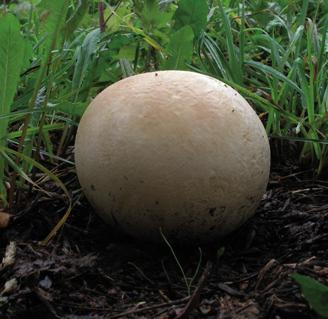 Головач гигантский