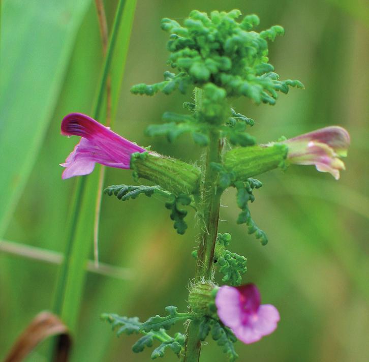 Мытник болотный
