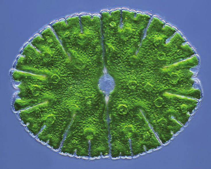 Микрастериас округлый