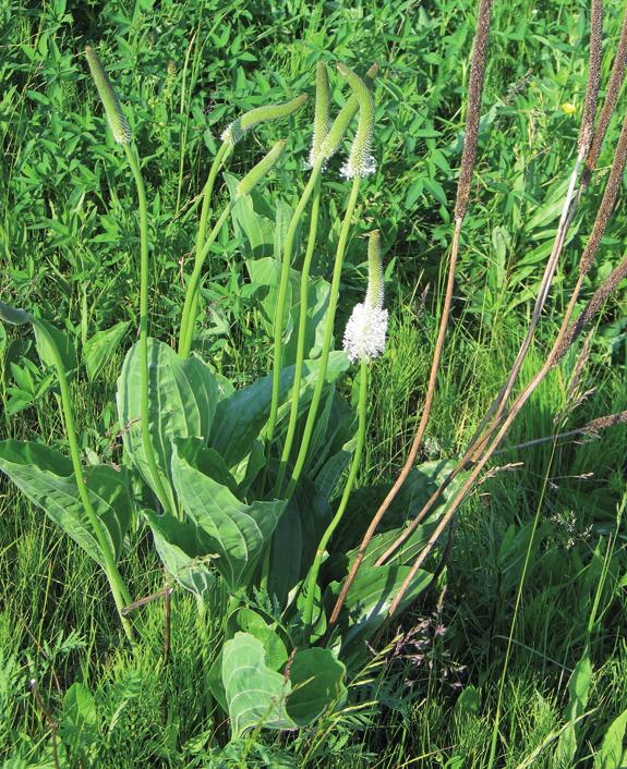 Подорожник наибольший