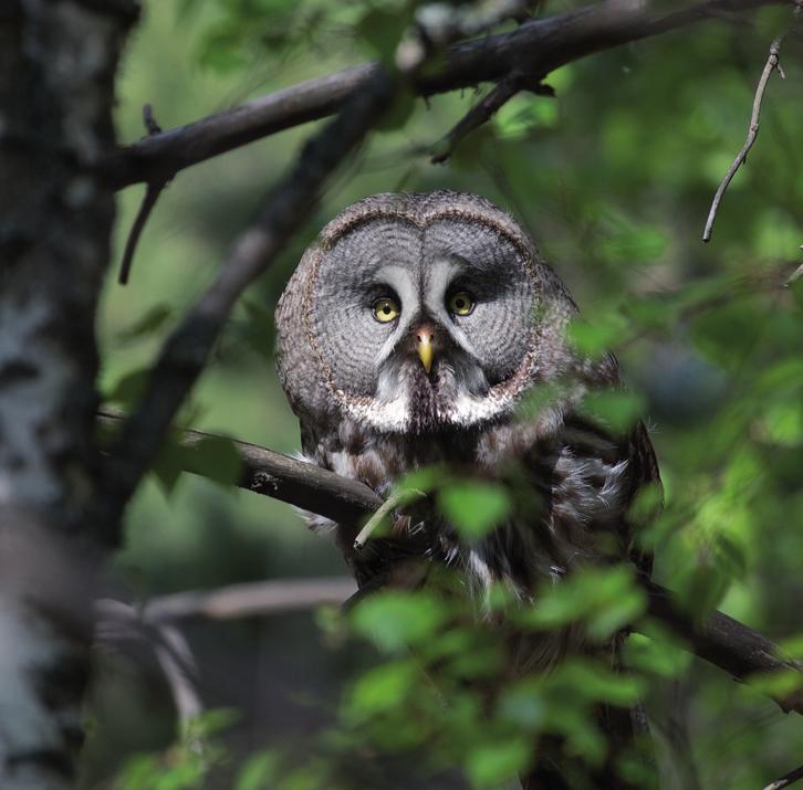 Бородатая неясыть