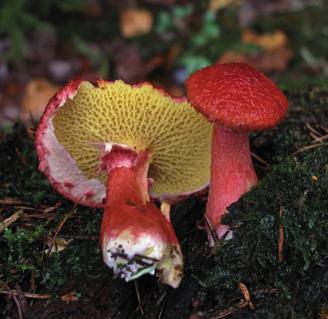 Болетинус азиатский