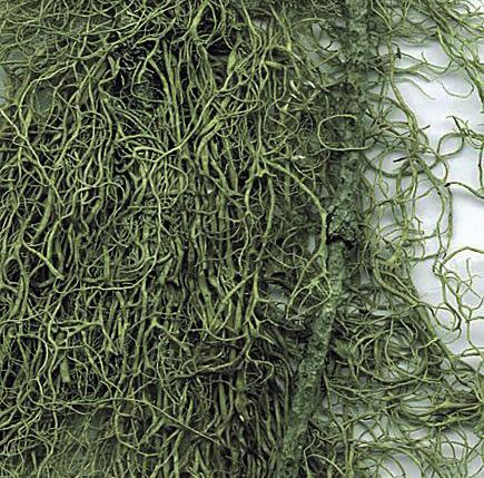 Уснея пещеристая