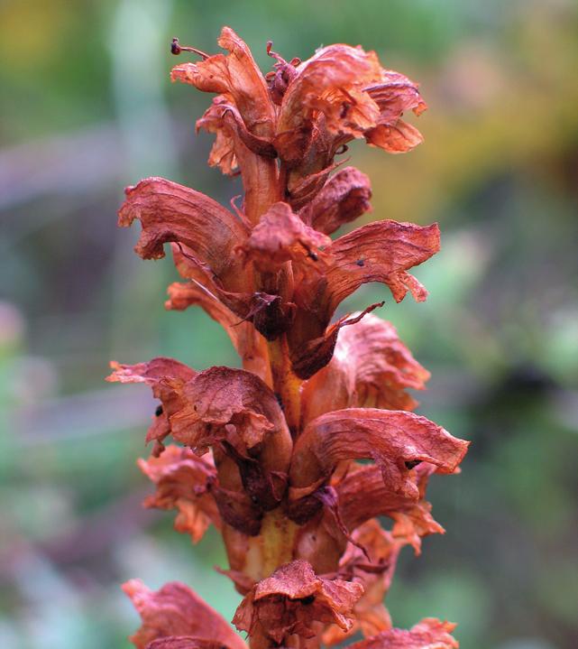 Заразиха эльзасская