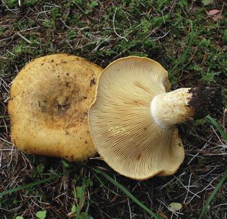 Груздь желтый