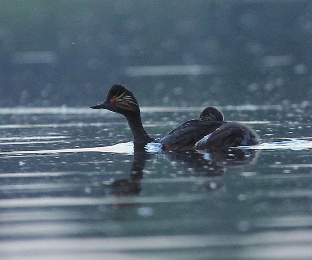 Черношейная поганка
