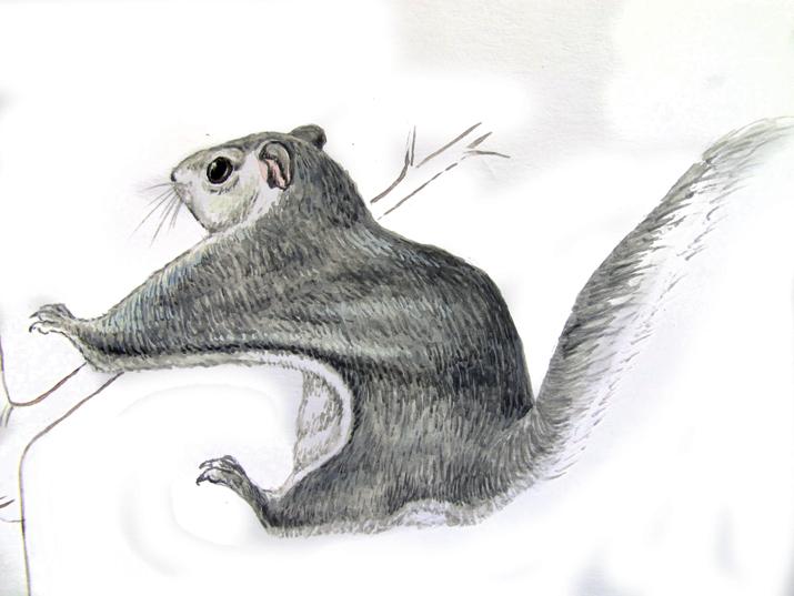 Обыкновенная летяга