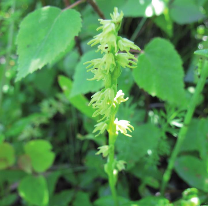 Бровник одноклубневый