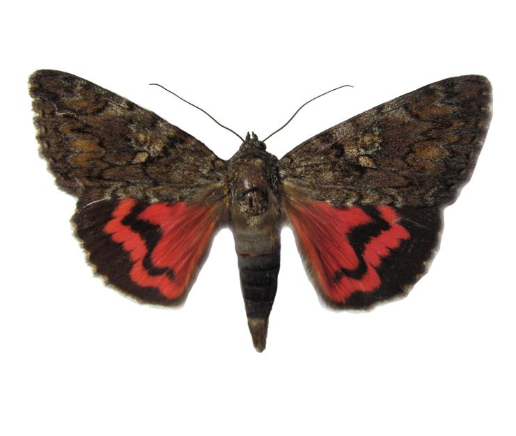 Малиновая орденская лента