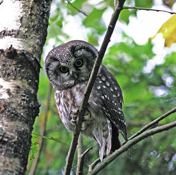 Мохноногий сыч