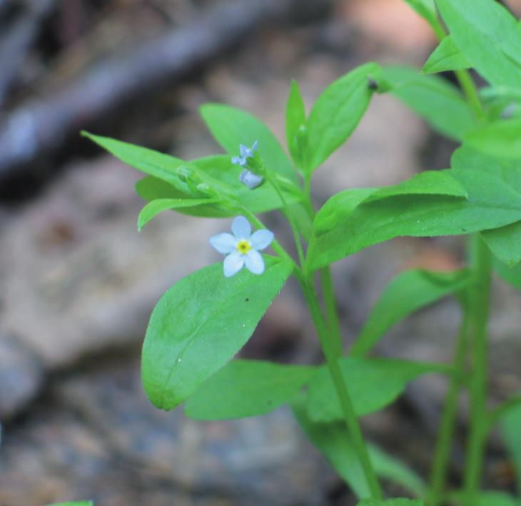 Пупочник ползучий