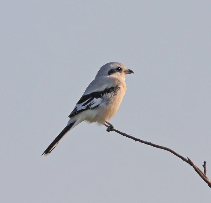 Серый сорокопут