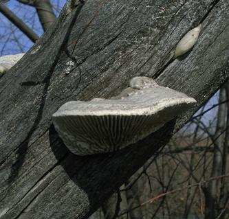 Лензитес Варнье