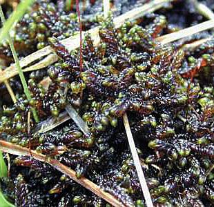 Скорпидий отвернутый