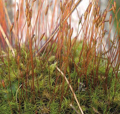 Дистихий волосовидный