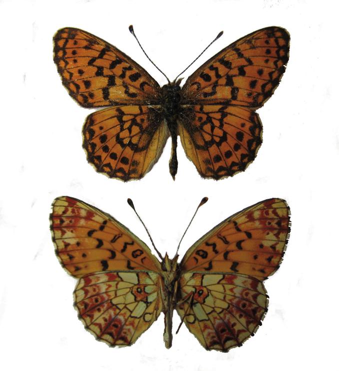 Восточная перламутровка