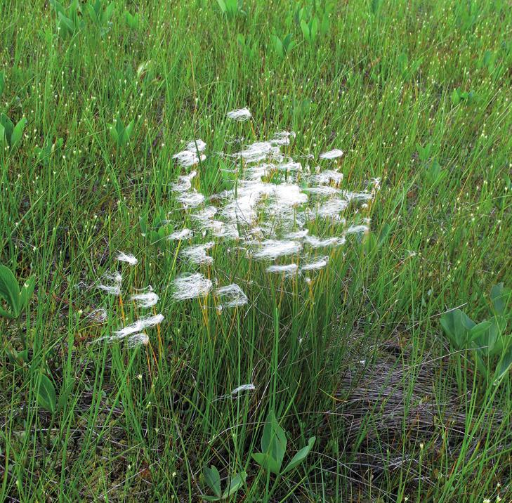 Пухонос альпийский
