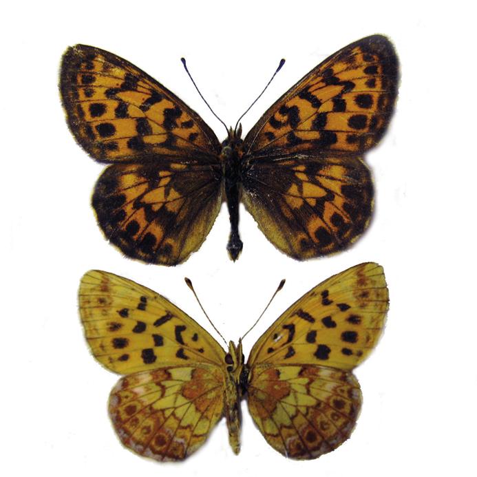 Альпийская перламутровка