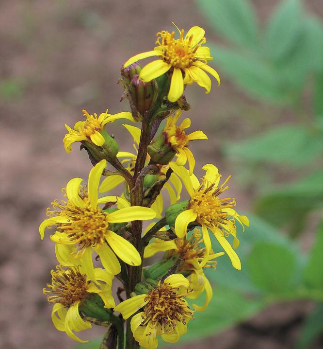 Бузульник сибирский