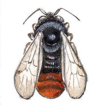 Плодовый шмель