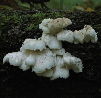 Гериций кудрявый