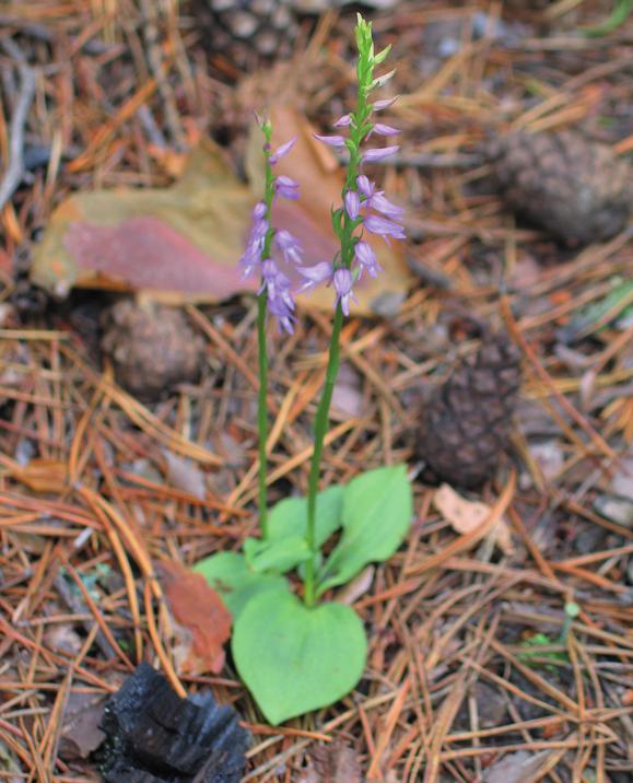 Неоттианта клобучковая