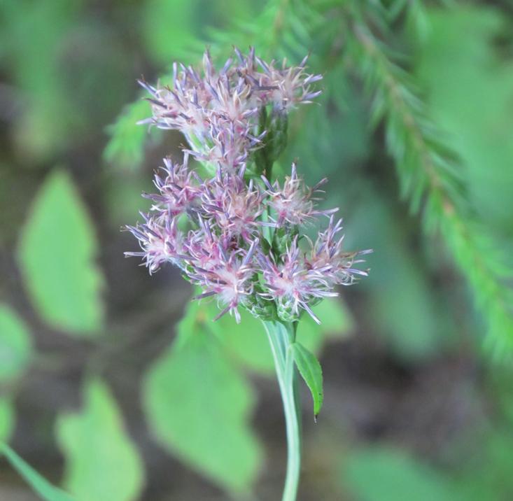 Соссюрея мелкоцветковая