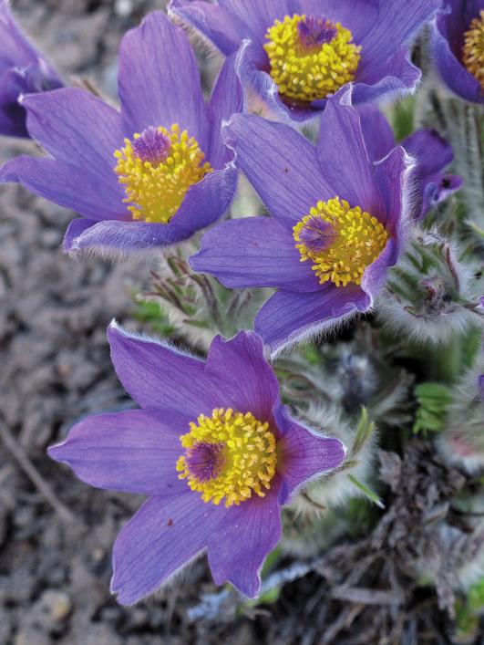 Прострел раскрытый