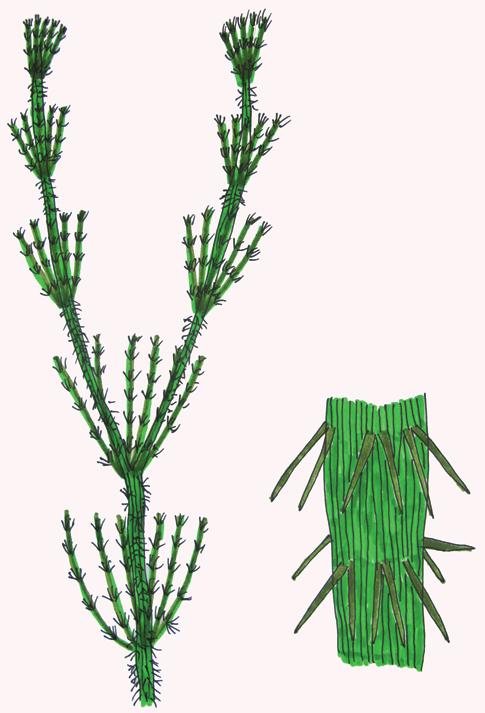 Хара щетинистая